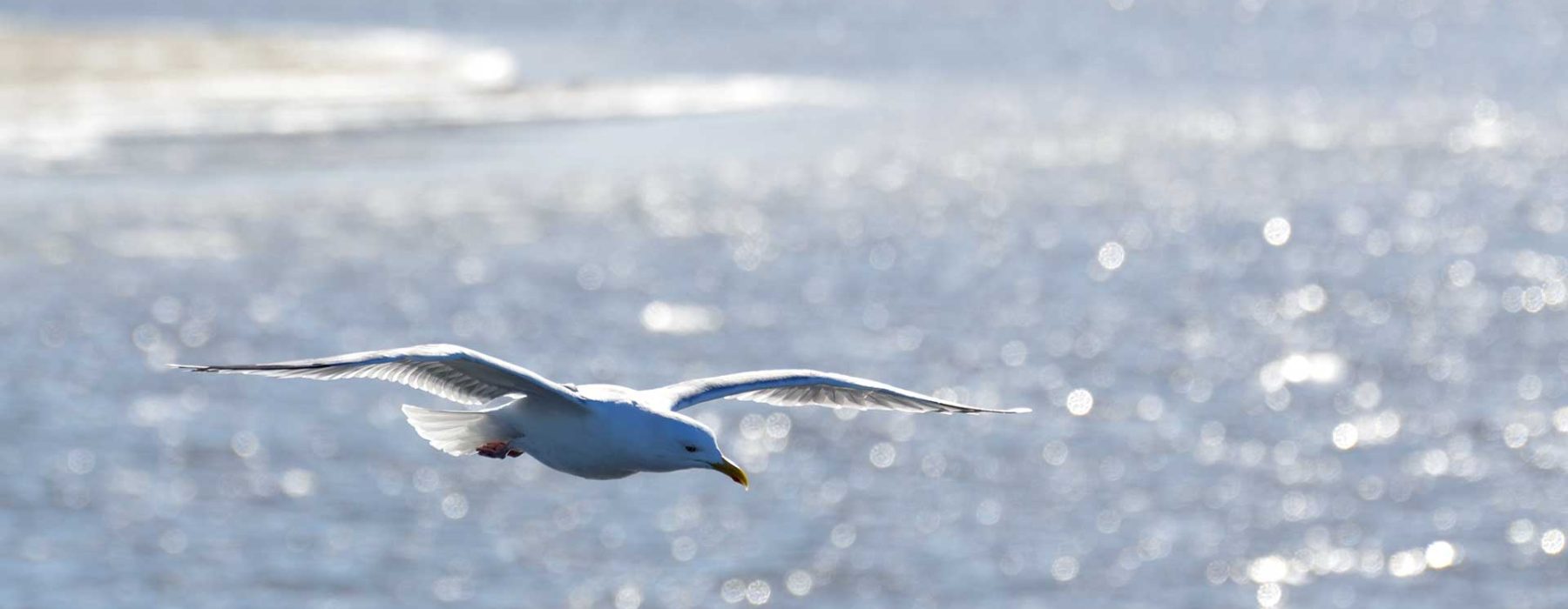Zwei übers glitzerndes Meer fliegende Möwen